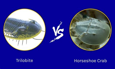 what animals today are similar to the trilobite